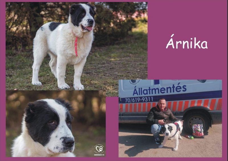 Árnika