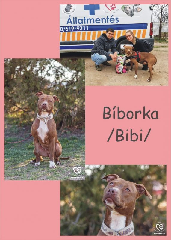Bíborka Bibi