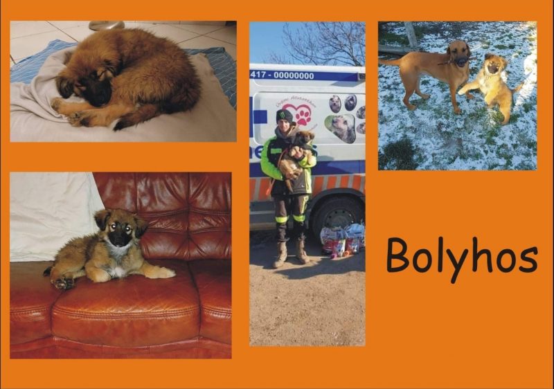 Bolyhos