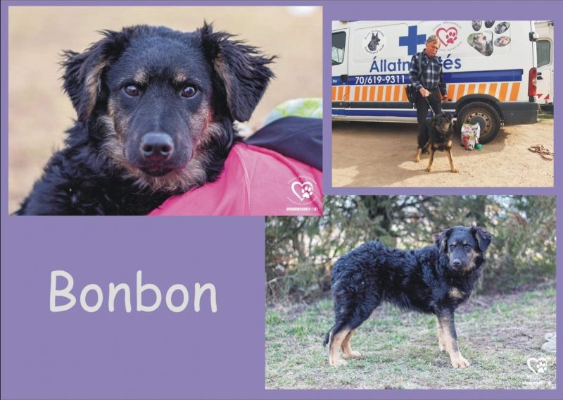 Bonbon