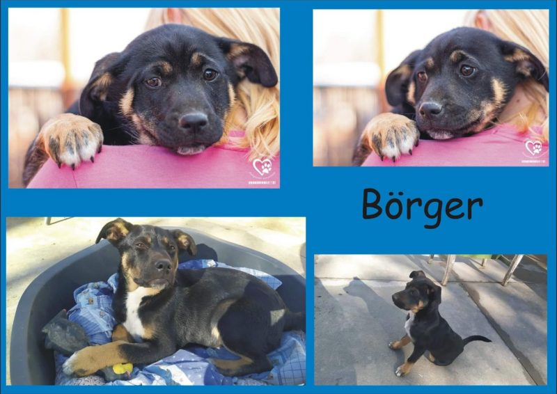Börger