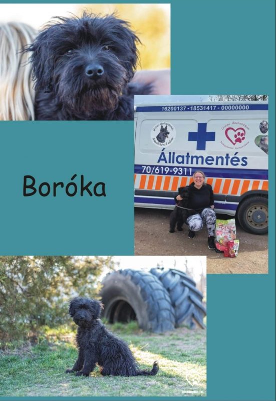 Boróka