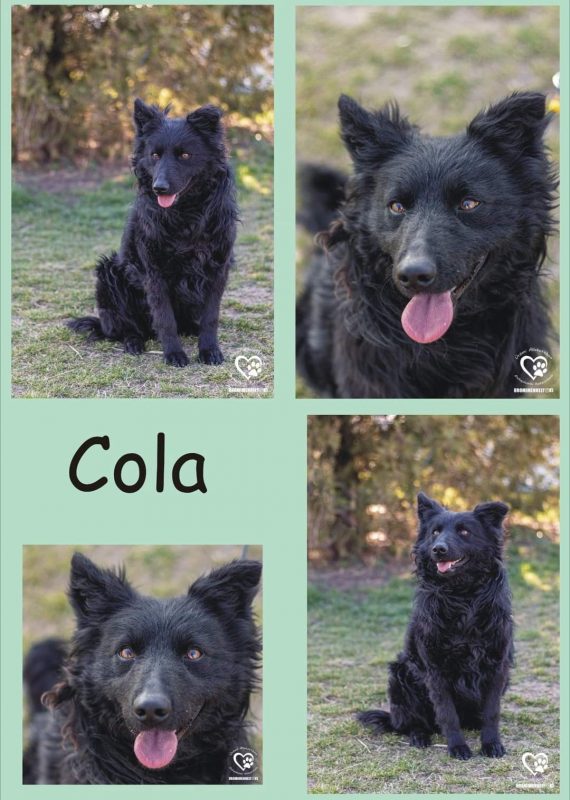 Cola