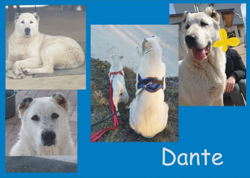 Dante