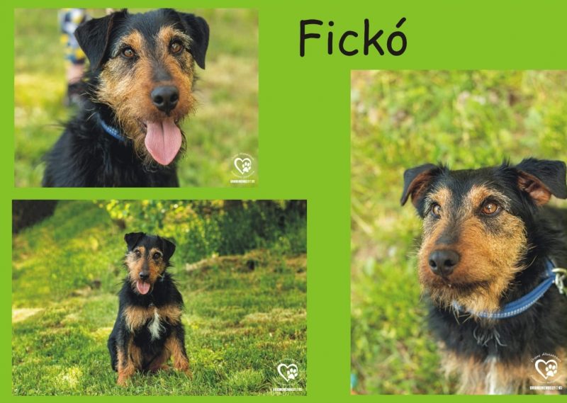 Fickó