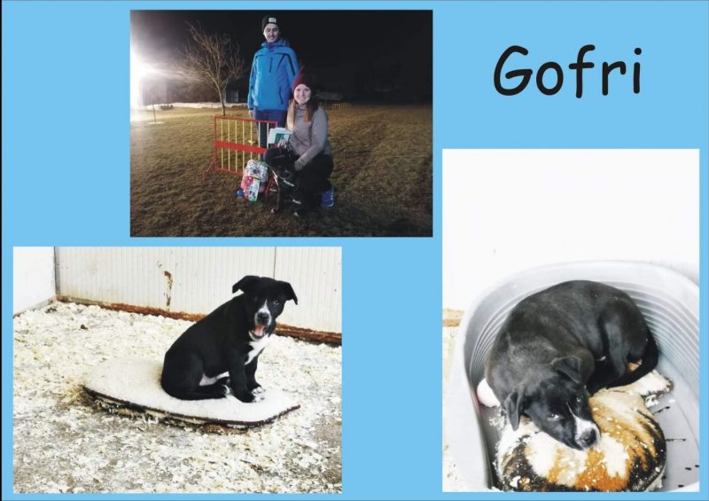 Gofri