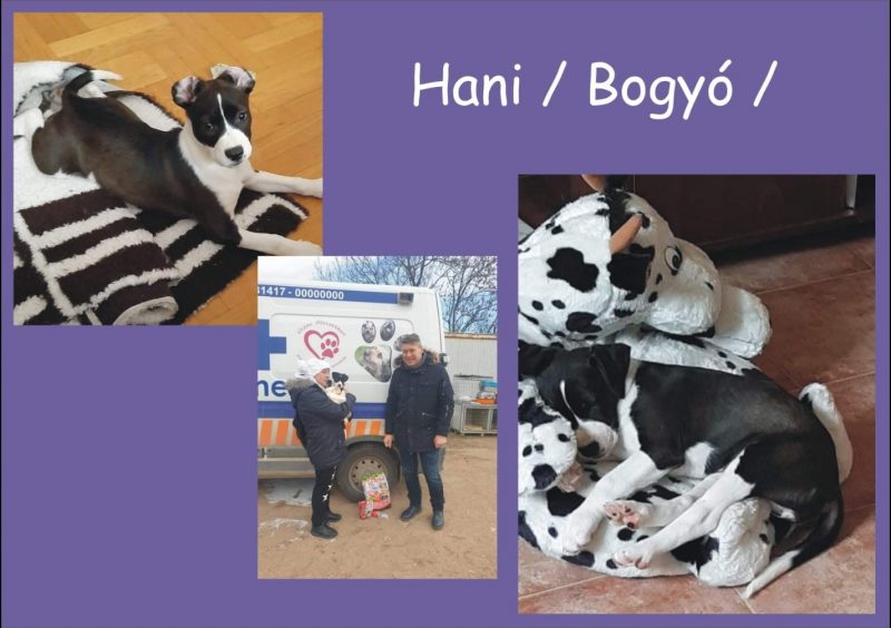 Hani Bogyó