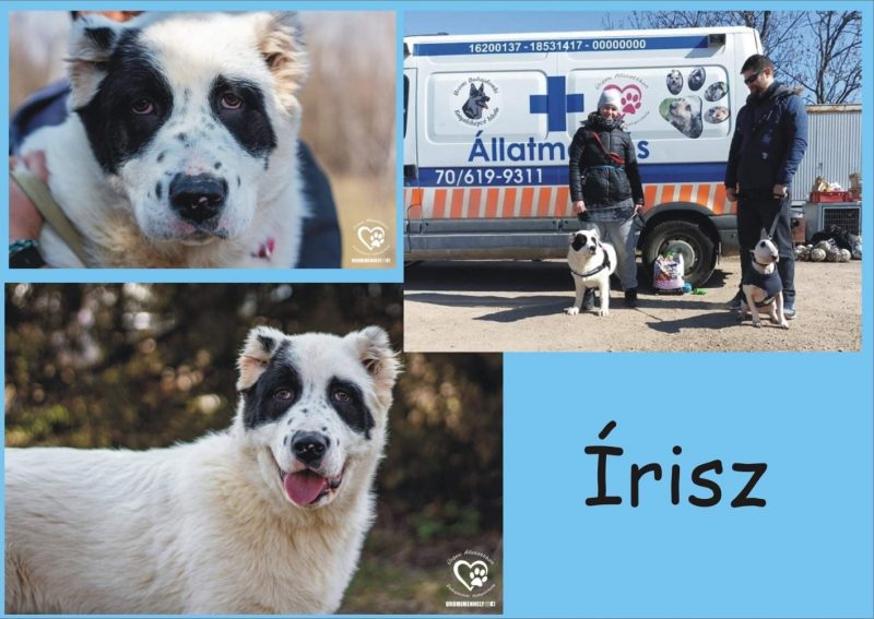 Írisz