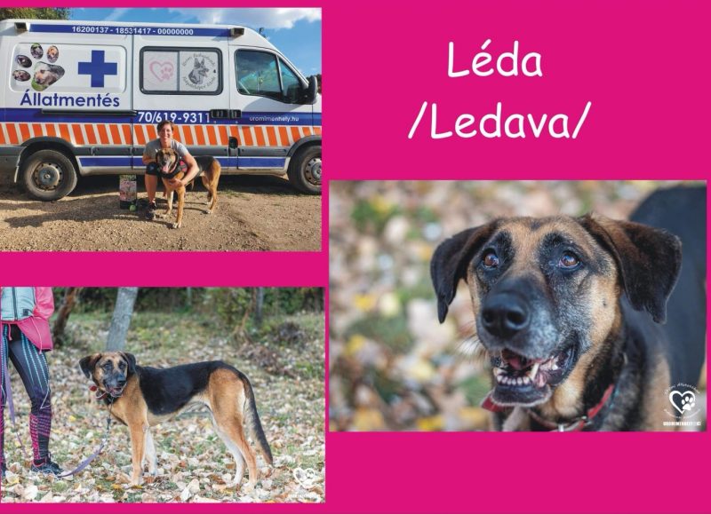 Léda