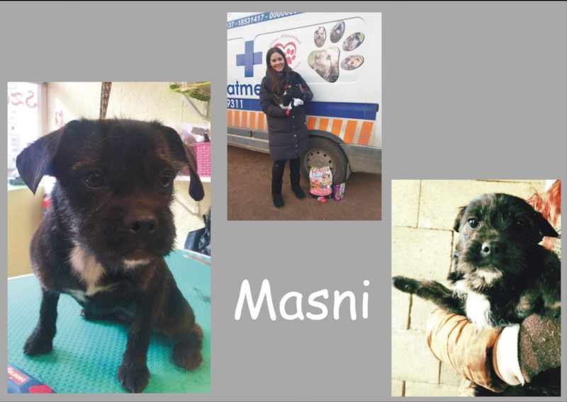 Masni