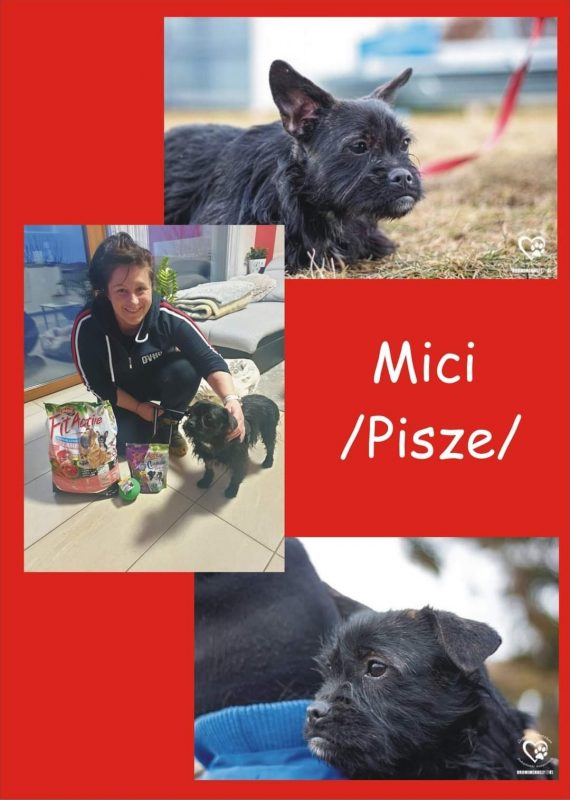 Mici Pisze