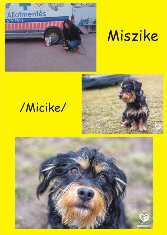Miszikemicike