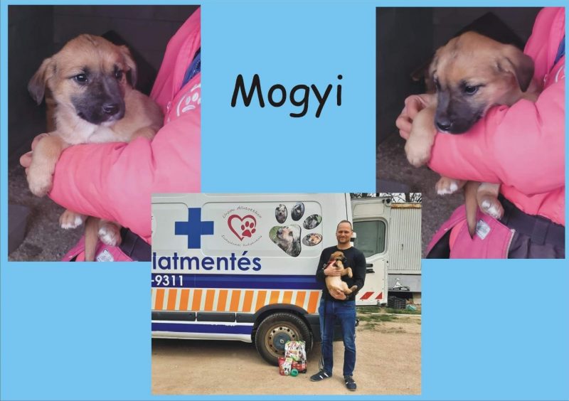 Mogyi