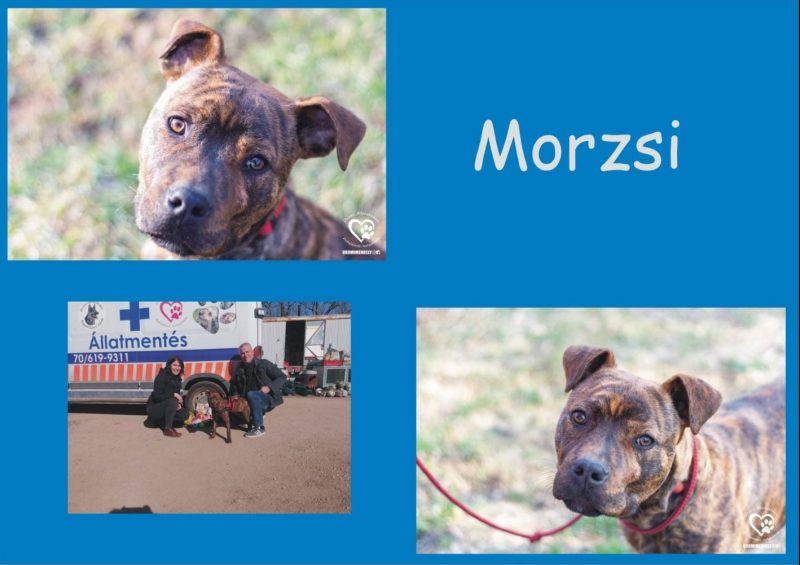 Morzsi