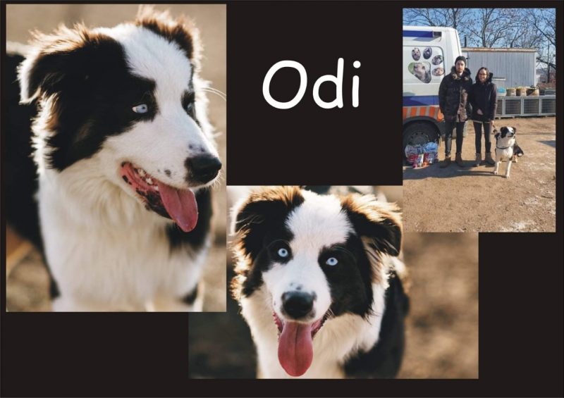 Odi