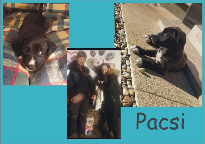 Pacsi