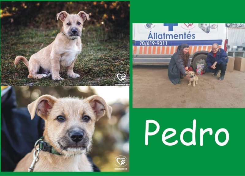 Pedro