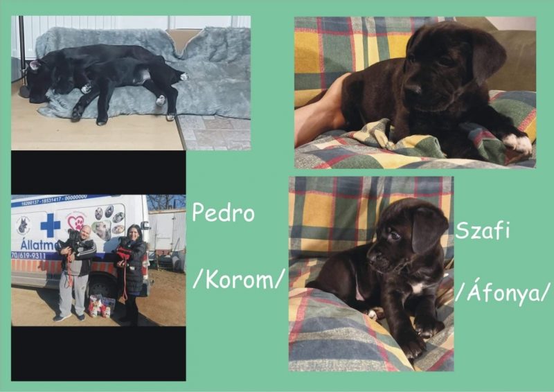 Pedro Szofi Korom Áfonya
