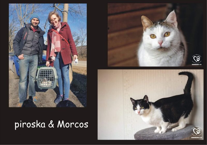 Piroska Morcos