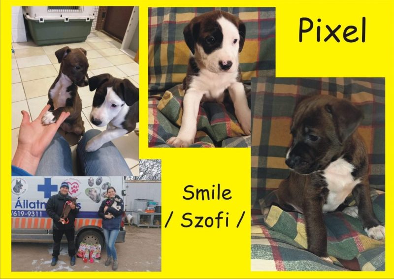Pixelsmileszofi