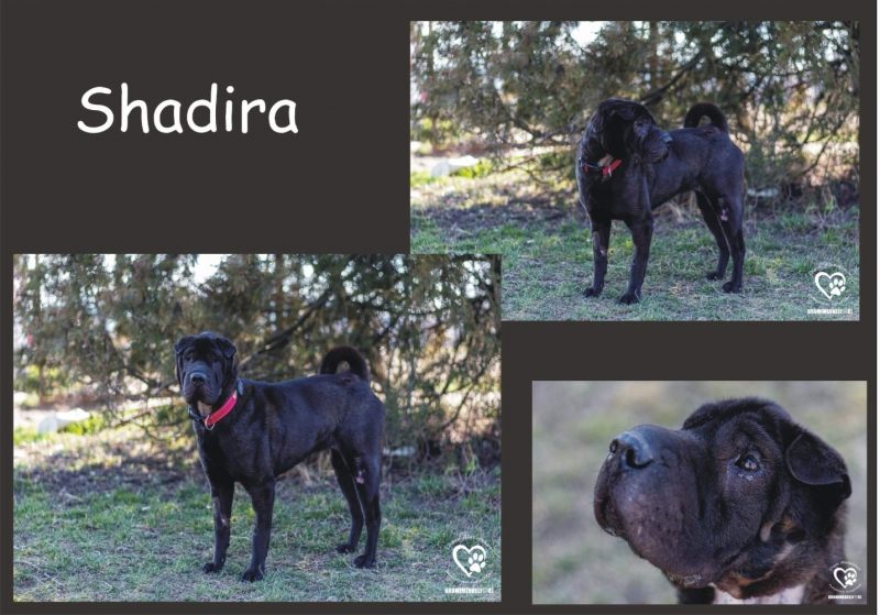 Shadira