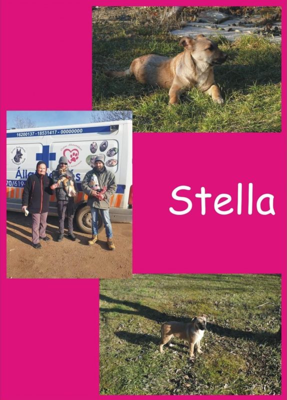 Stella