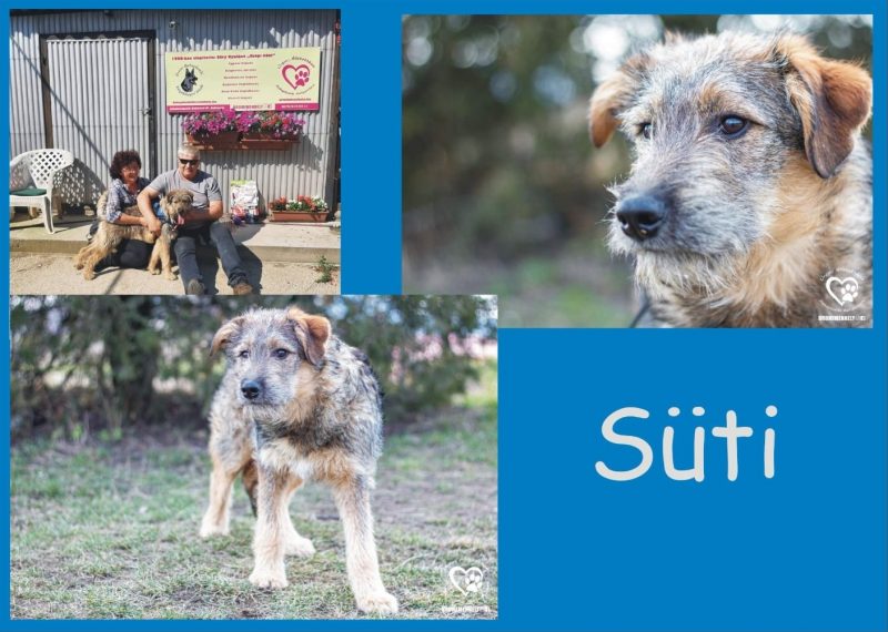Süti
