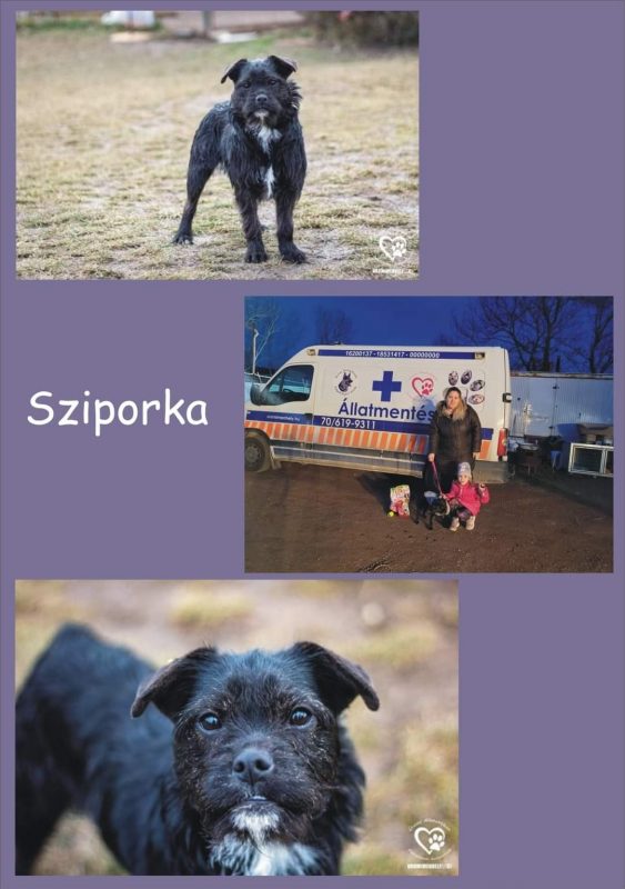 Sziporka