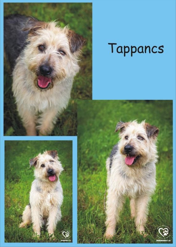 Tappancs
