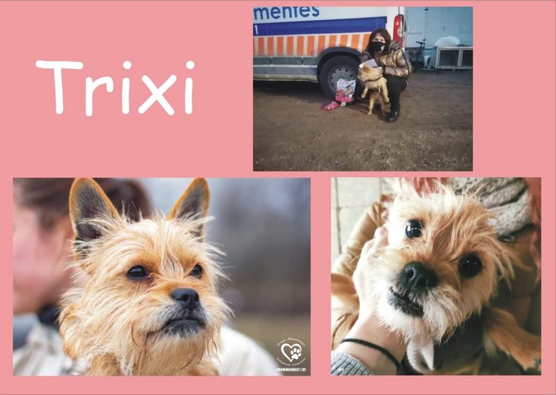 Trixi