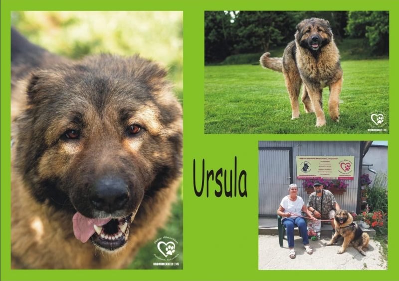 Ursula